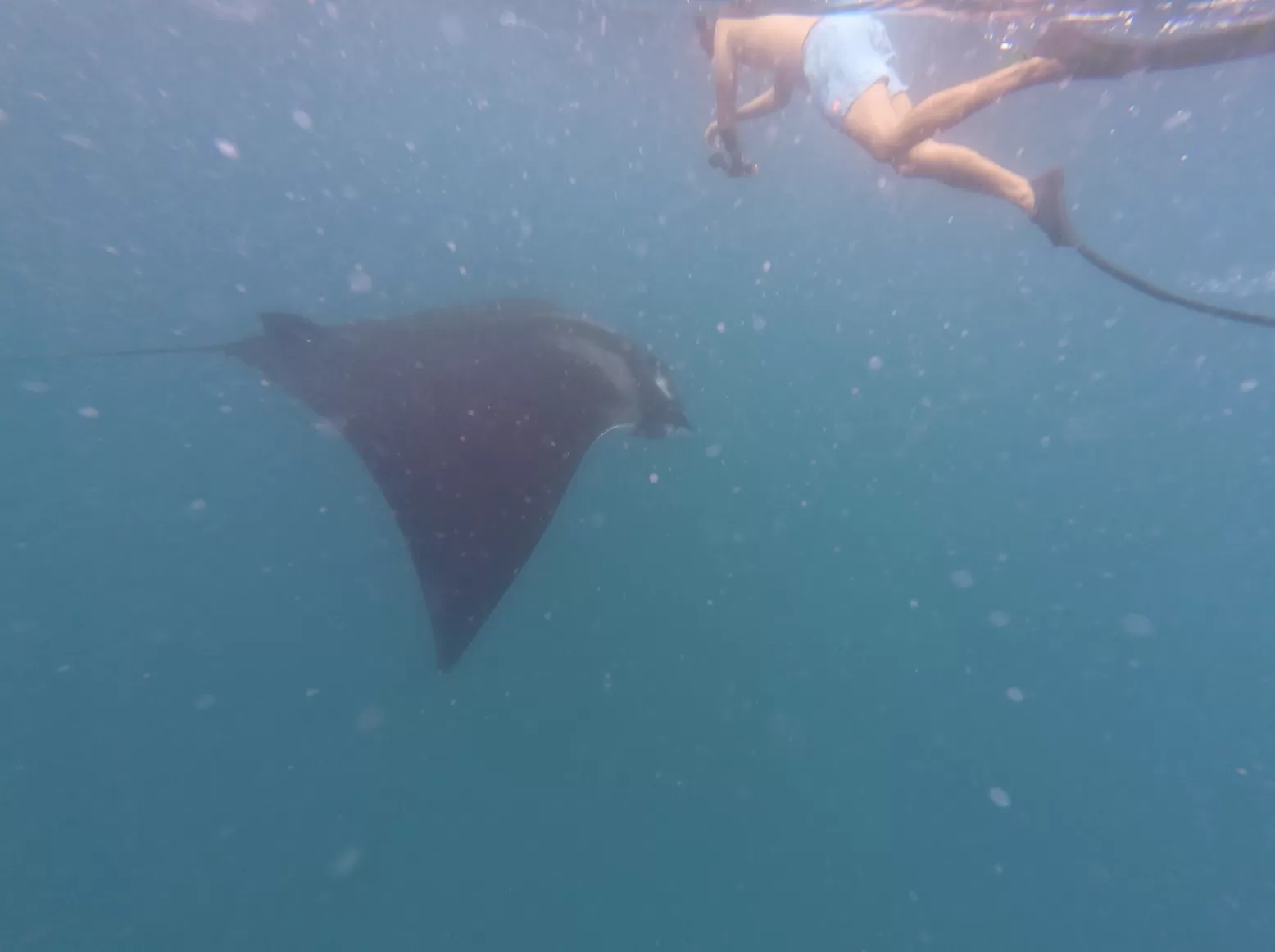 Underwater image of a man snorkeling next to a giant manta ray in the open ocean.